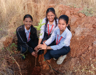 tree plantation