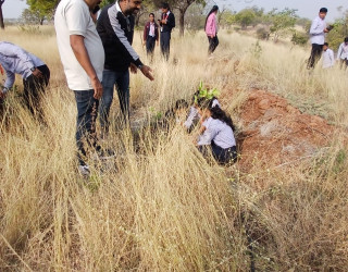 tree plantation